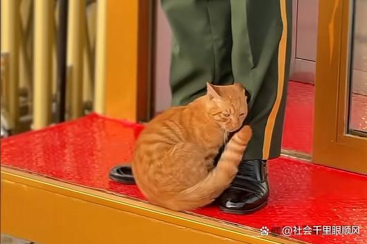 陪武警站岗小猫被故宫“收编” 温暖画面打动人心