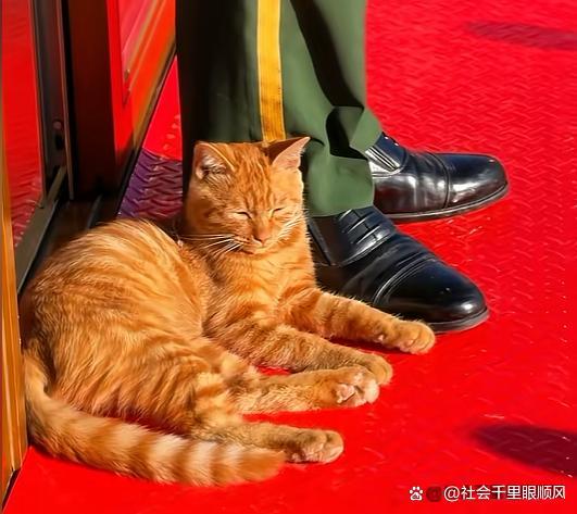 陪武警站岗小猫被故宫“收编”