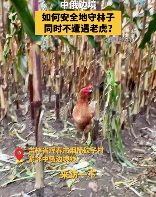中俄边境的村民如何安全守林,同时不遭遇老虎?