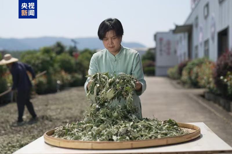 联合国粮农组织表彰“百位巾帼英雄”,殷玉珍等3名中国女性获殊荣