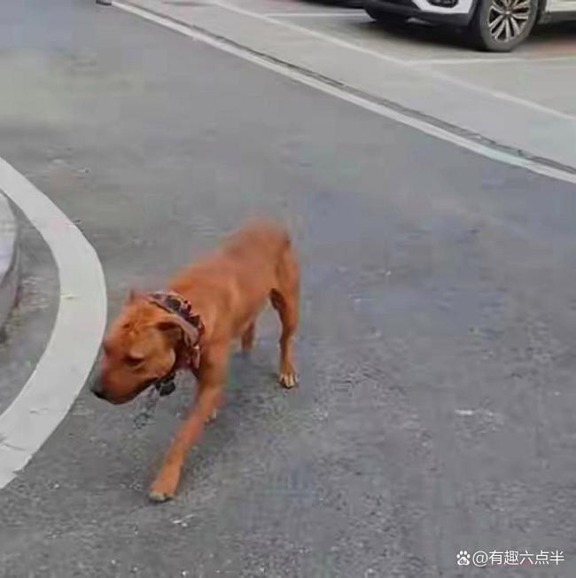 两环卫工被比特犬扑咬 警方已介入