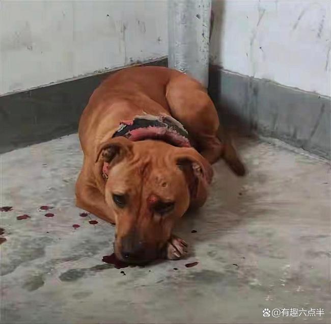 两环卫工被比特犬扑咬 警方已介入 血的教训何时止