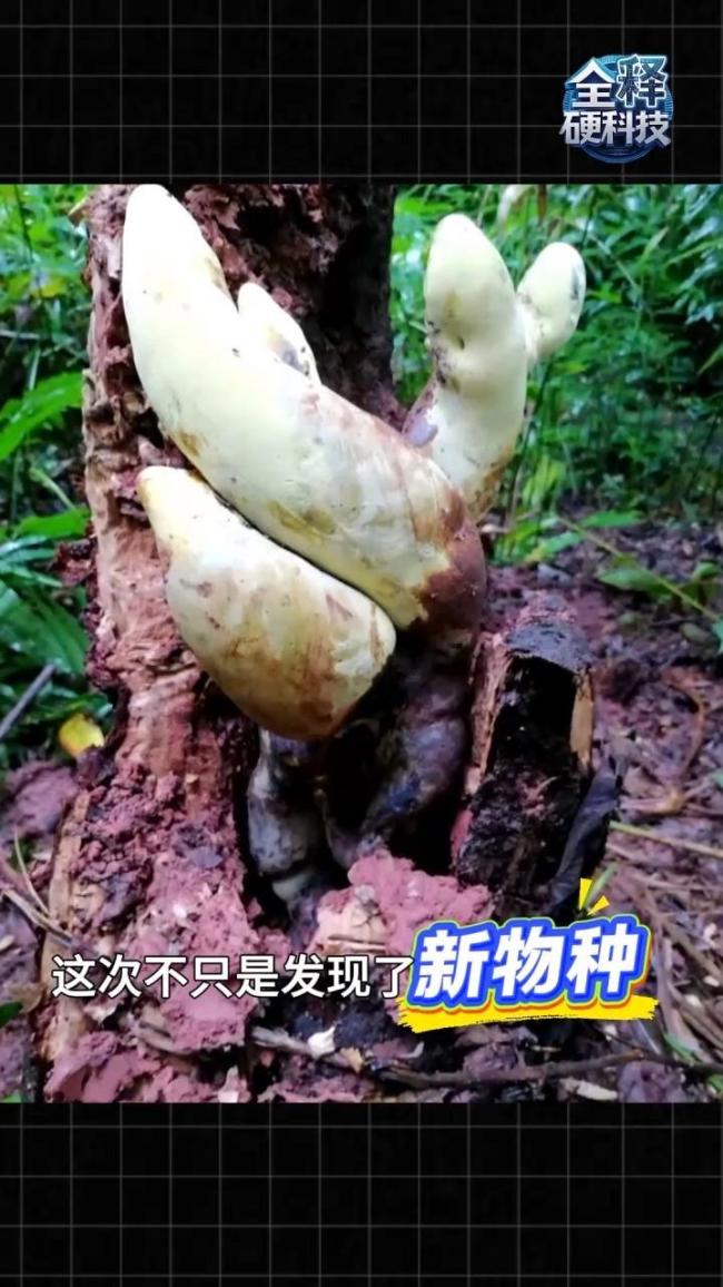 云南发现霸王滇菌:半米高