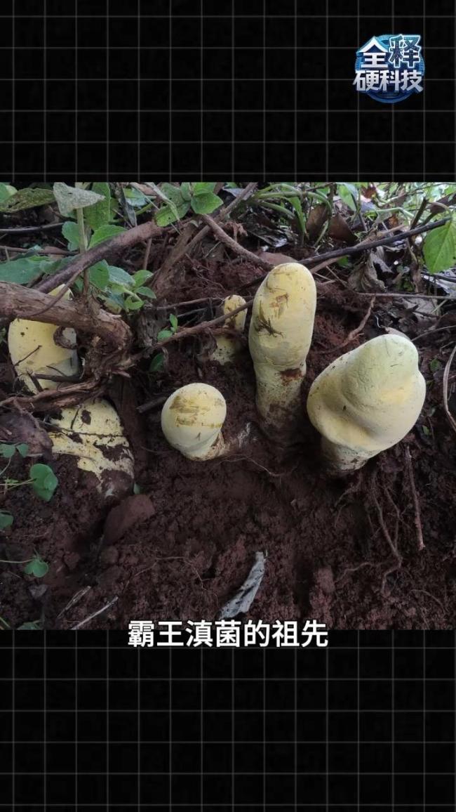 云南发现霸王滇菌:半米高 真菌界的巨无霸