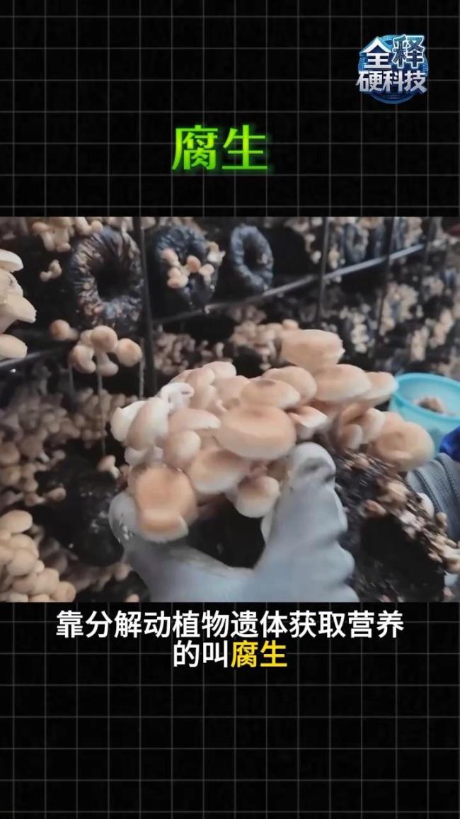 云南发现霸王滇菌:半米高 真菌界的巨无霸