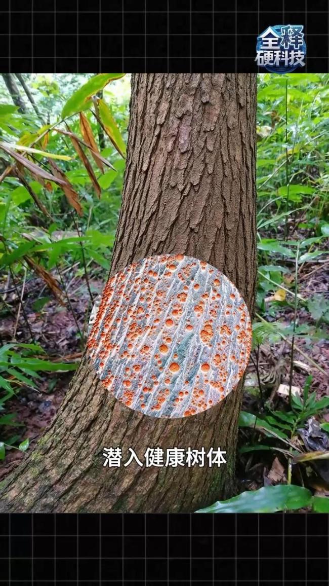 云南发现霸王滇菌:半米高 真菌界的巨无霸