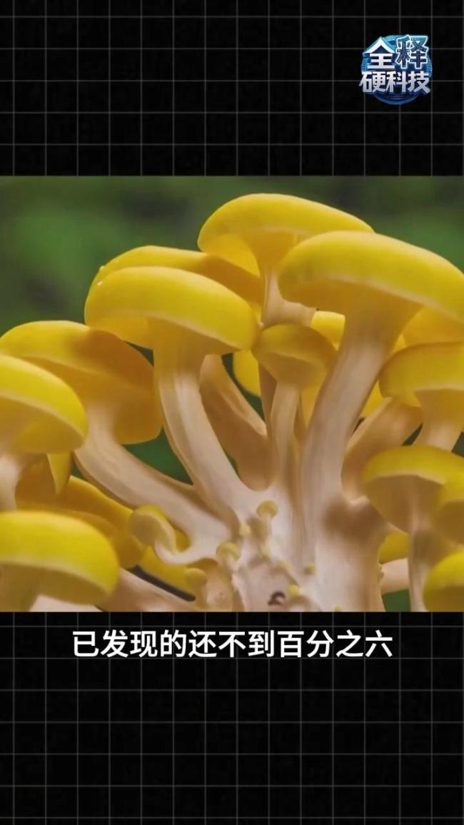 云南发现霸王滇菌:半米高 真菌界的巨无霸