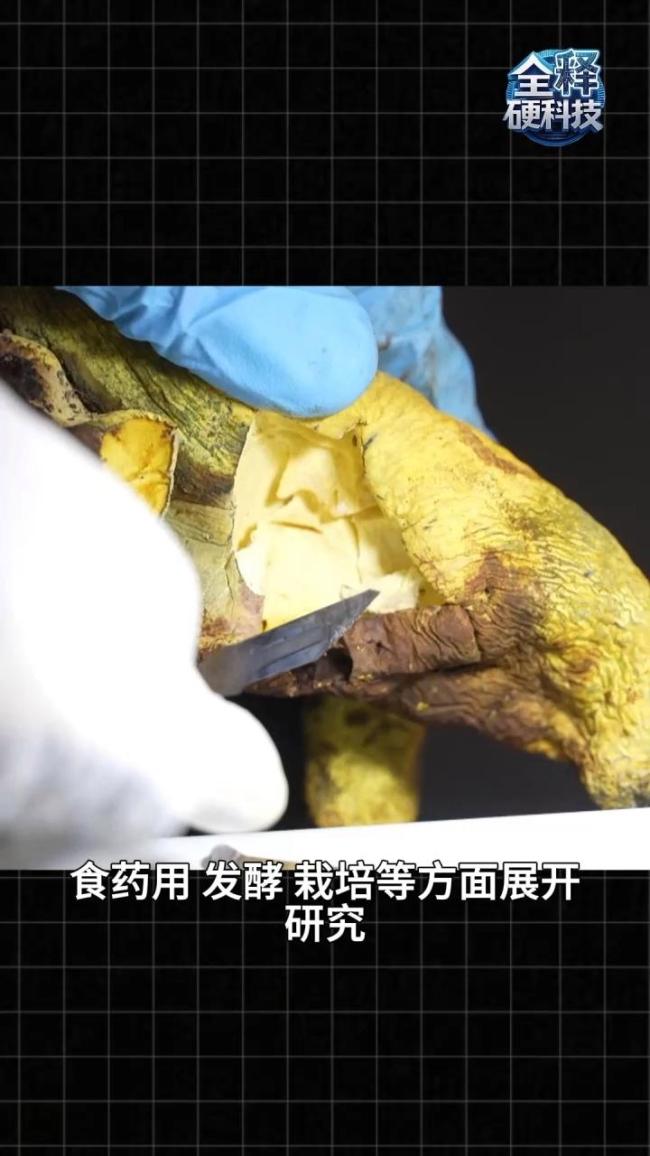 云南发现霸王滇菌:半米高 真菌界的巨无霸