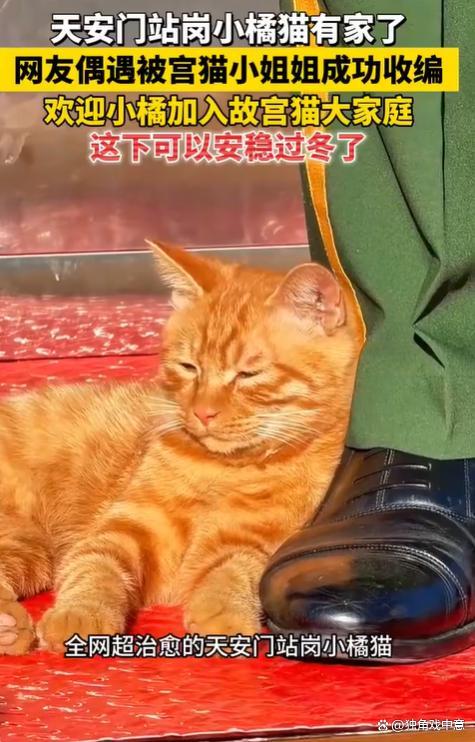 故宫工作人员回应站岗小猫被接走