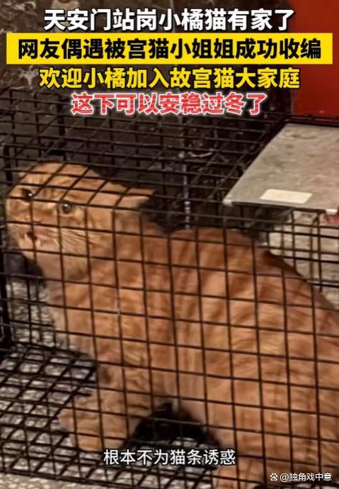 故宫工作人员回应站岗小猫被接走 小橘猫找到新家