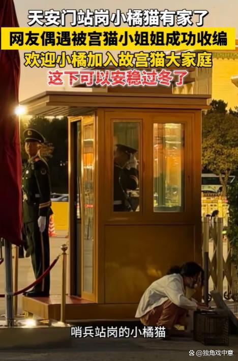 故宫工作人员回应站岗小猫被接走 小橘猫找到新家