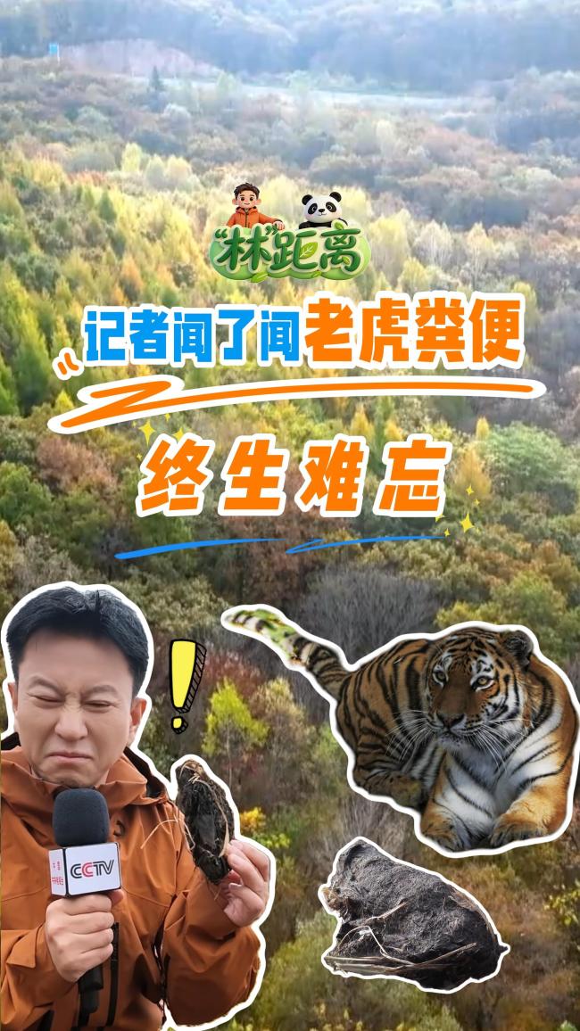 老虎粪便藏着给领地“签名”的秘密