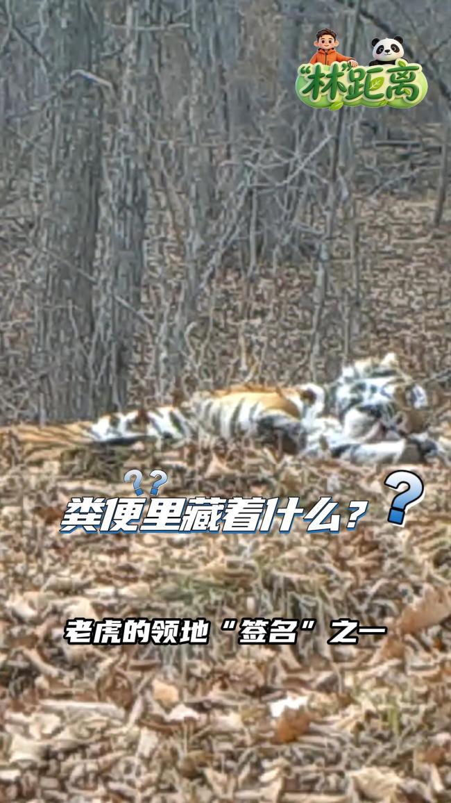 老虎粪便藏着给领地“签名”的秘密 揭秘生态平衡的钥匙