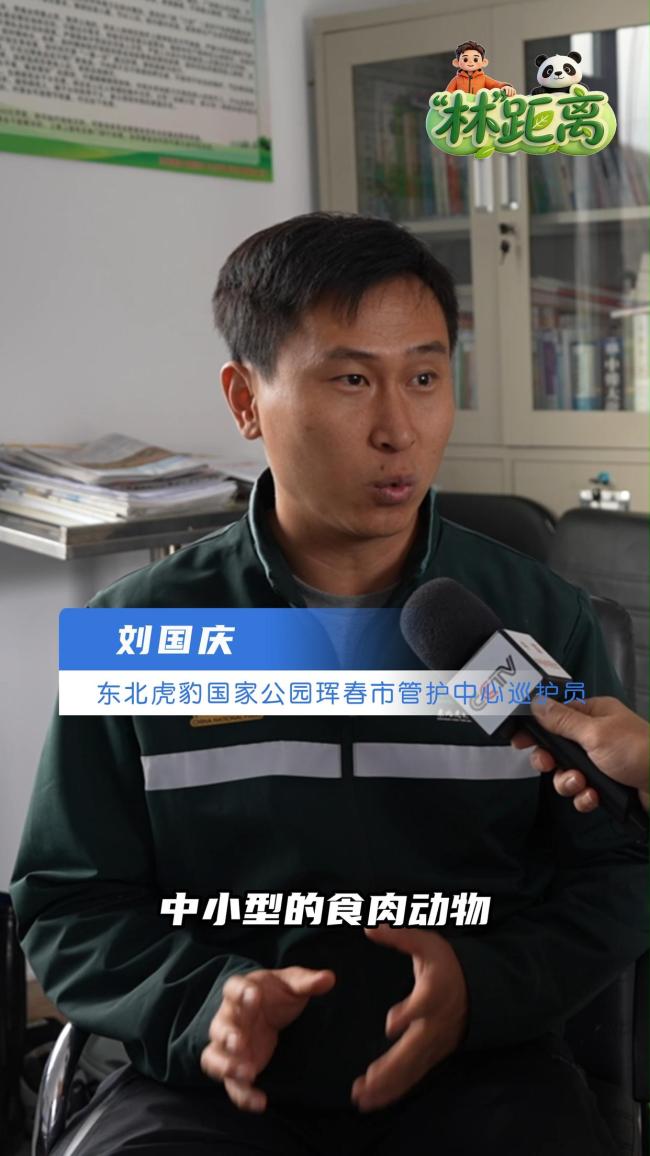 老虎粪便藏着给领地“签名”的秘密 揭秘生态平衡的钥匙