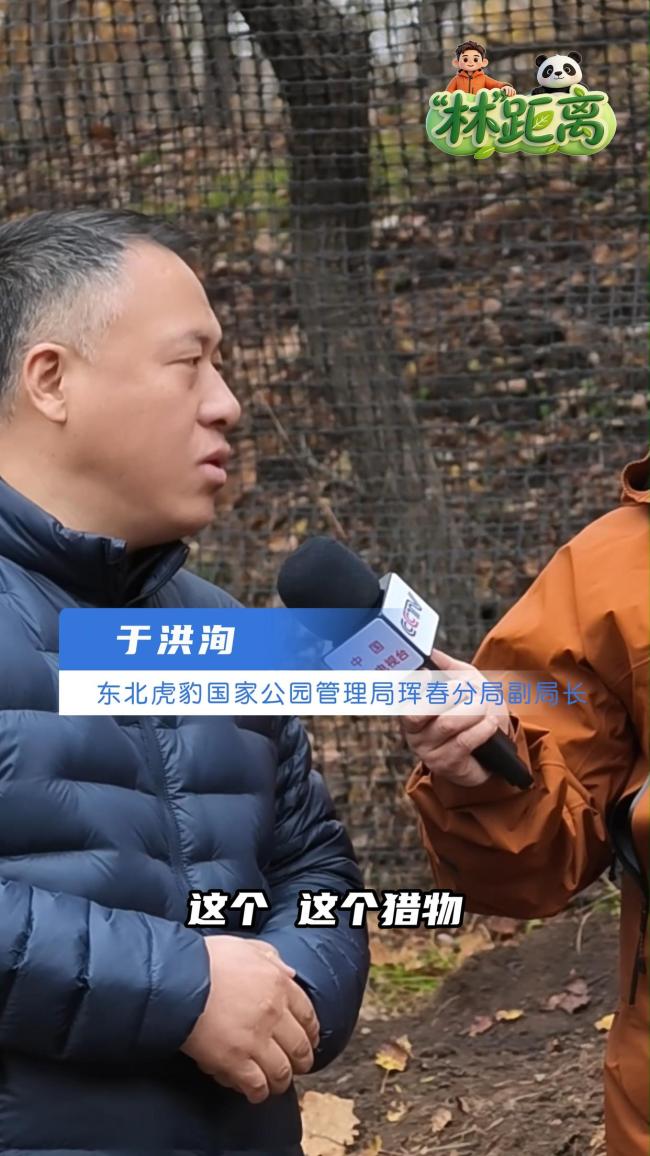 老虎粪便藏着给领地“签名”的秘密 揭秘生态平衡的钥匙