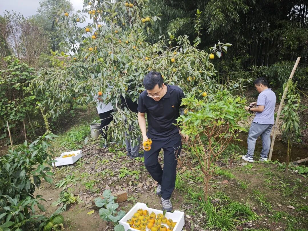 5天卖掉2000斤柿子,崇明这个村是怎么做到的?