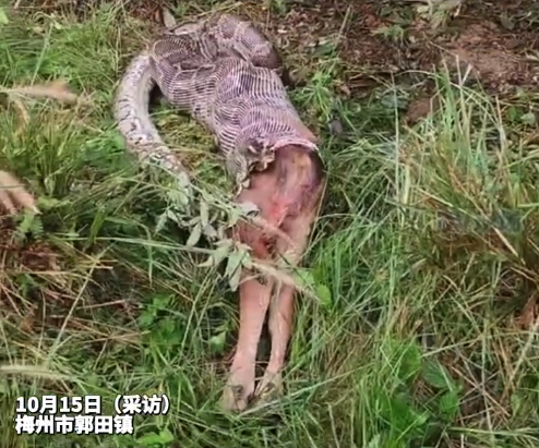 梅州有村民拍下蟒蛇吞食牛犊,当地有关部门到场处置
