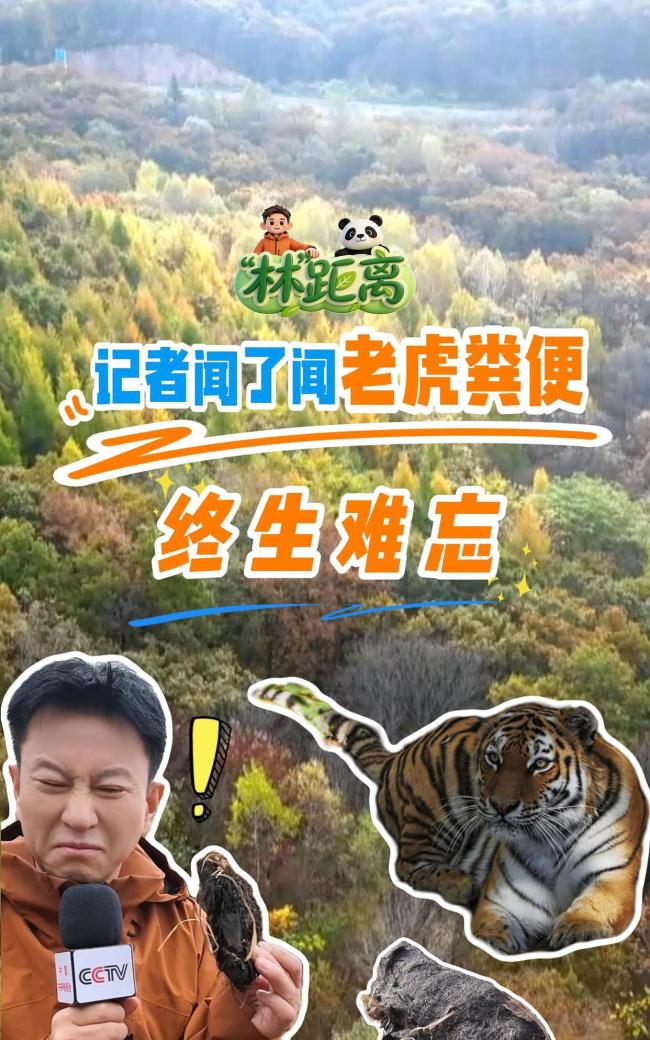 记者闻东北虎粪便表情“烧心”