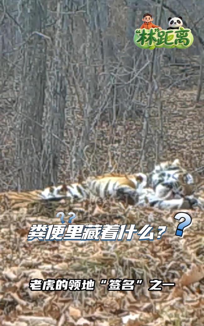 记者闻东北虎粪便表情“烧心” 一泡粪里的生态秘密