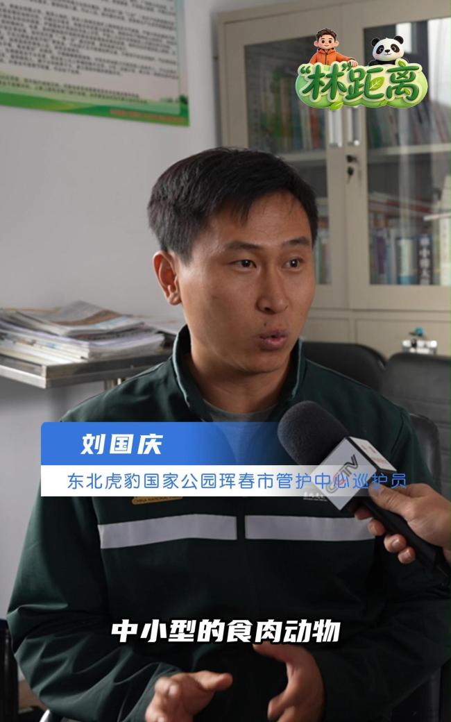 记者闻东北虎粪便表情“烧心” 一泡粪里的生态秘密