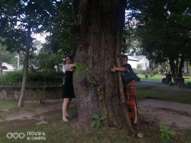 祖辈种的百年古树遭扣押转赠