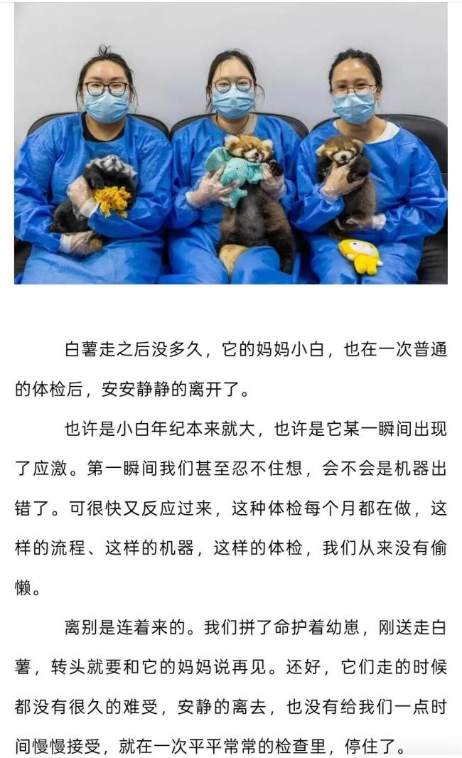 每个人都摸了它们没了温度的手:小熊猫离世引泪目