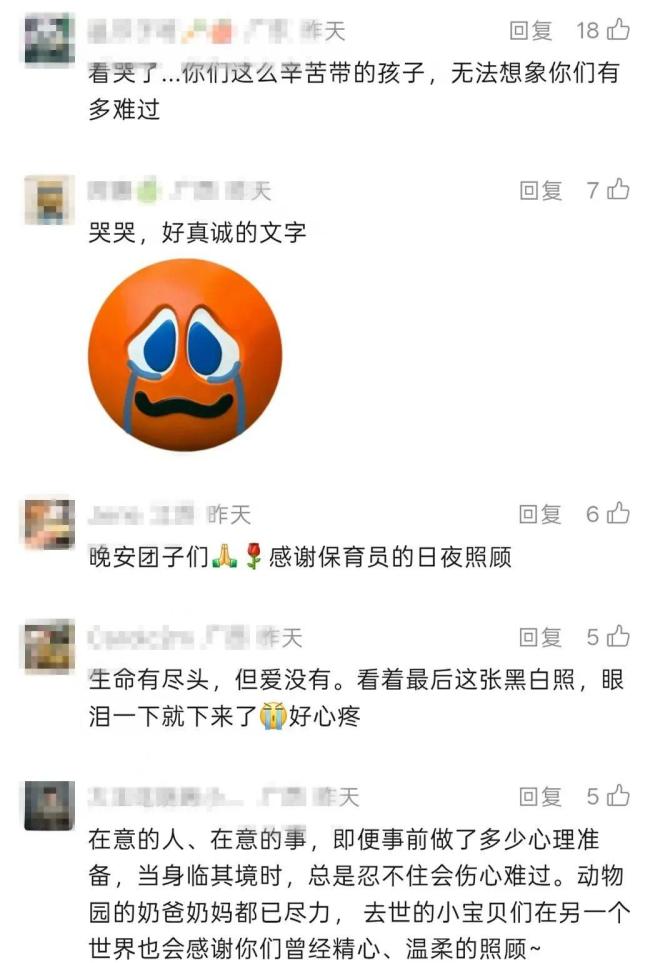 每个人都摸了它们没了温度的手:小熊猫离世引泪目
